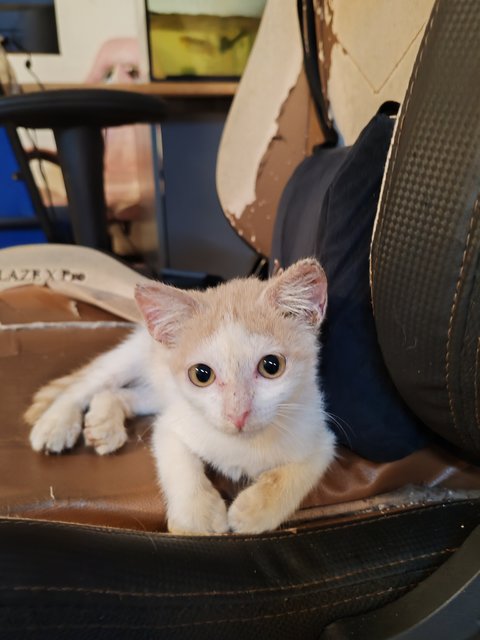 Chicky Creamo - Domestic Short Hair Cat