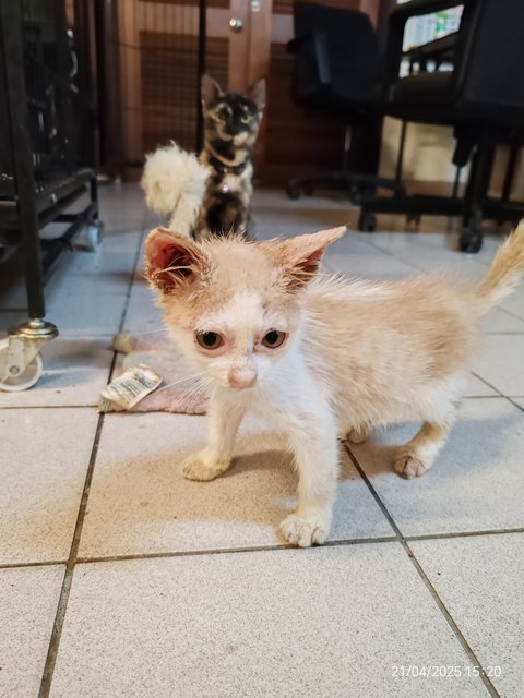 Chicky Creamo - Domestic Short Hair Cat