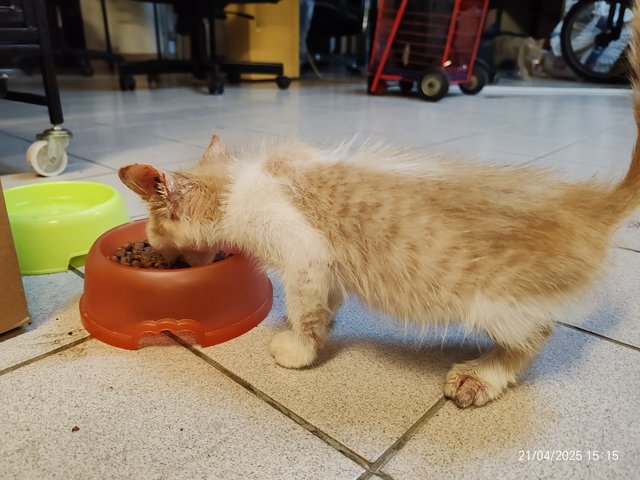 Chicky Creamo - Domestic Short Hair Cat