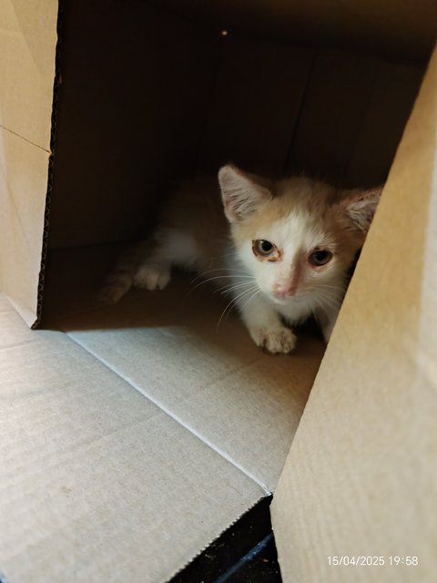 Chicky Creamo - Domestic Short Hair Cat
