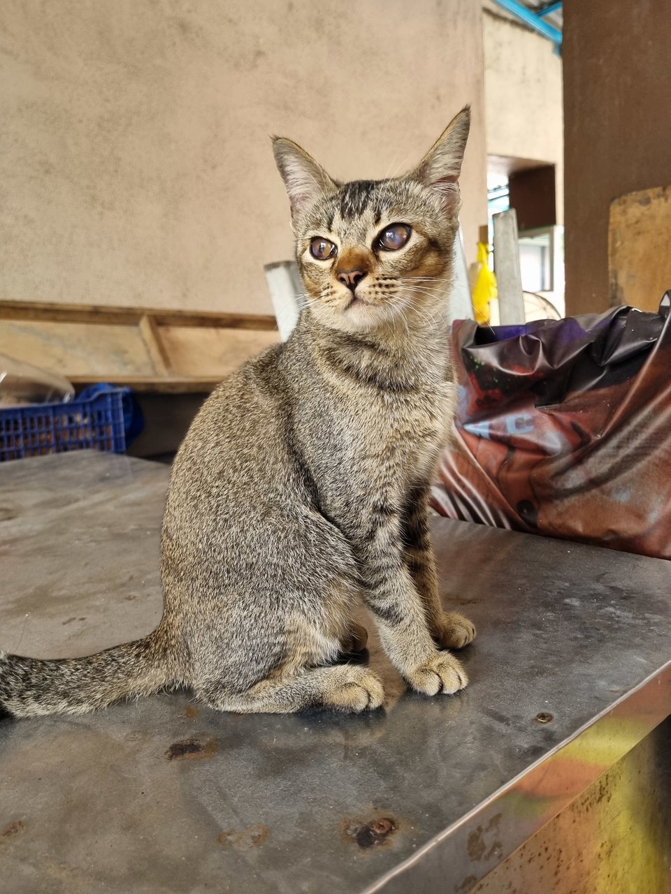 Fed - Tabby Cat