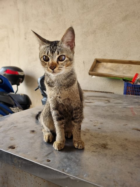 Fed - Tabby Cat