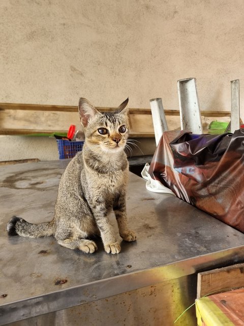 Fed - Tabby Cat