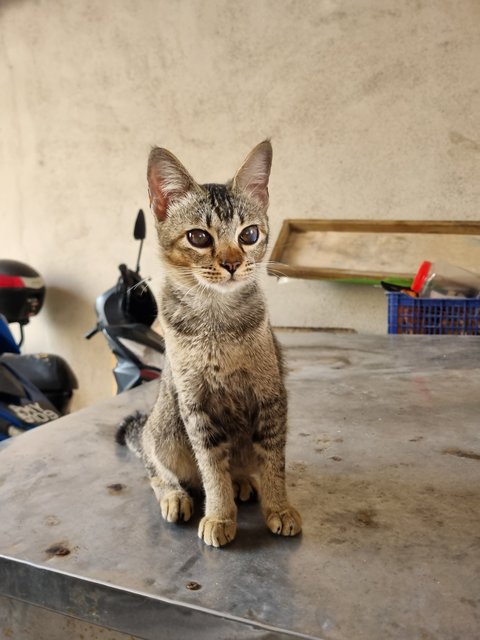 Fed - Tabby Cat