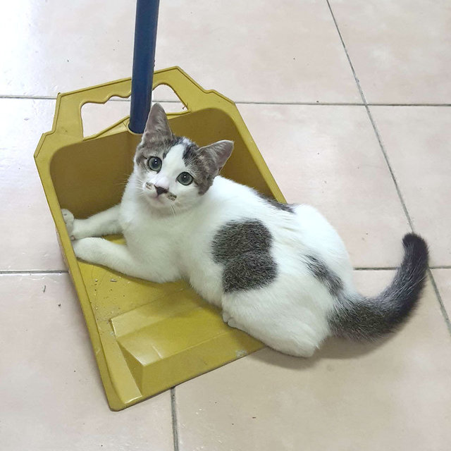 Max - Domestic Short Hair Cat