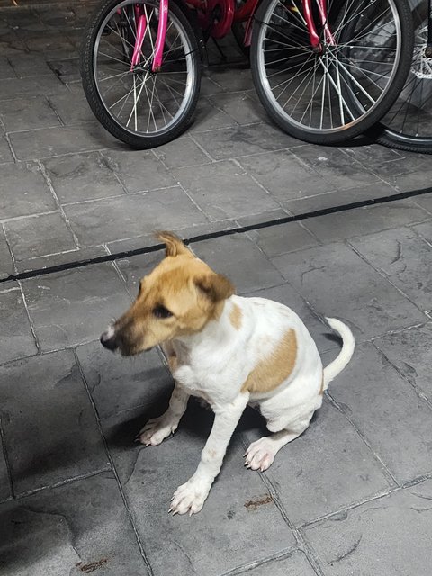 Snowe - Jack Russell Terrier + English Pointer Dog