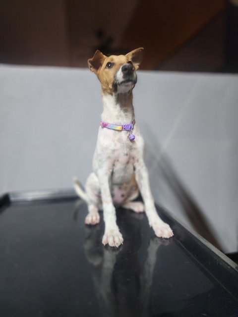 Snowe - Jack Russell Terrier + English Pointer Dog