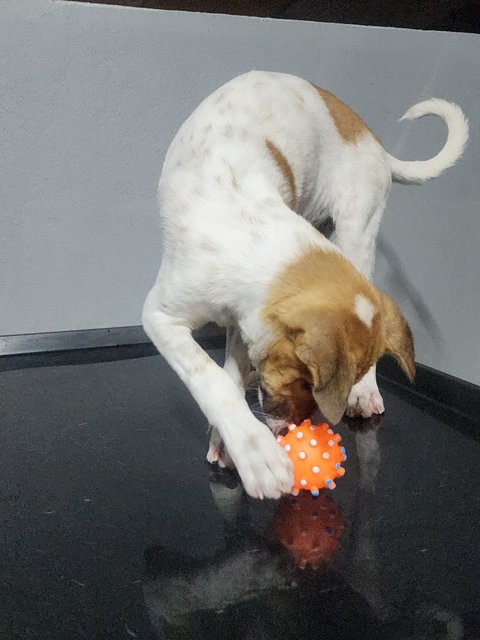 Snowe - Jack Russell Terrier + English Pointer Dog