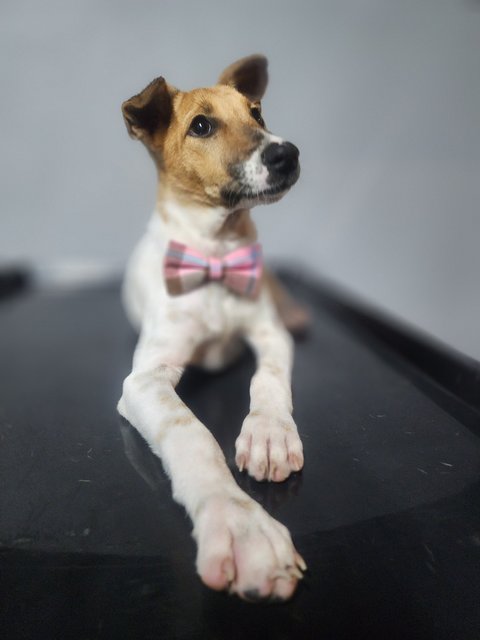 Snowe - Jack Russell Terrier + English Pointer Dog