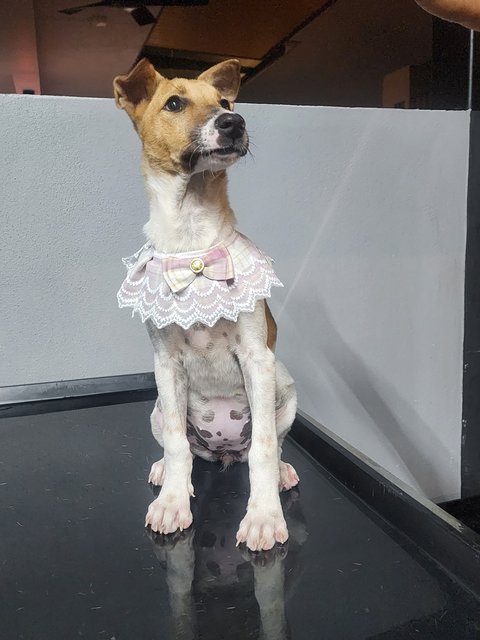 Snowe - Jack Russell Terrier + English Pointer Dog