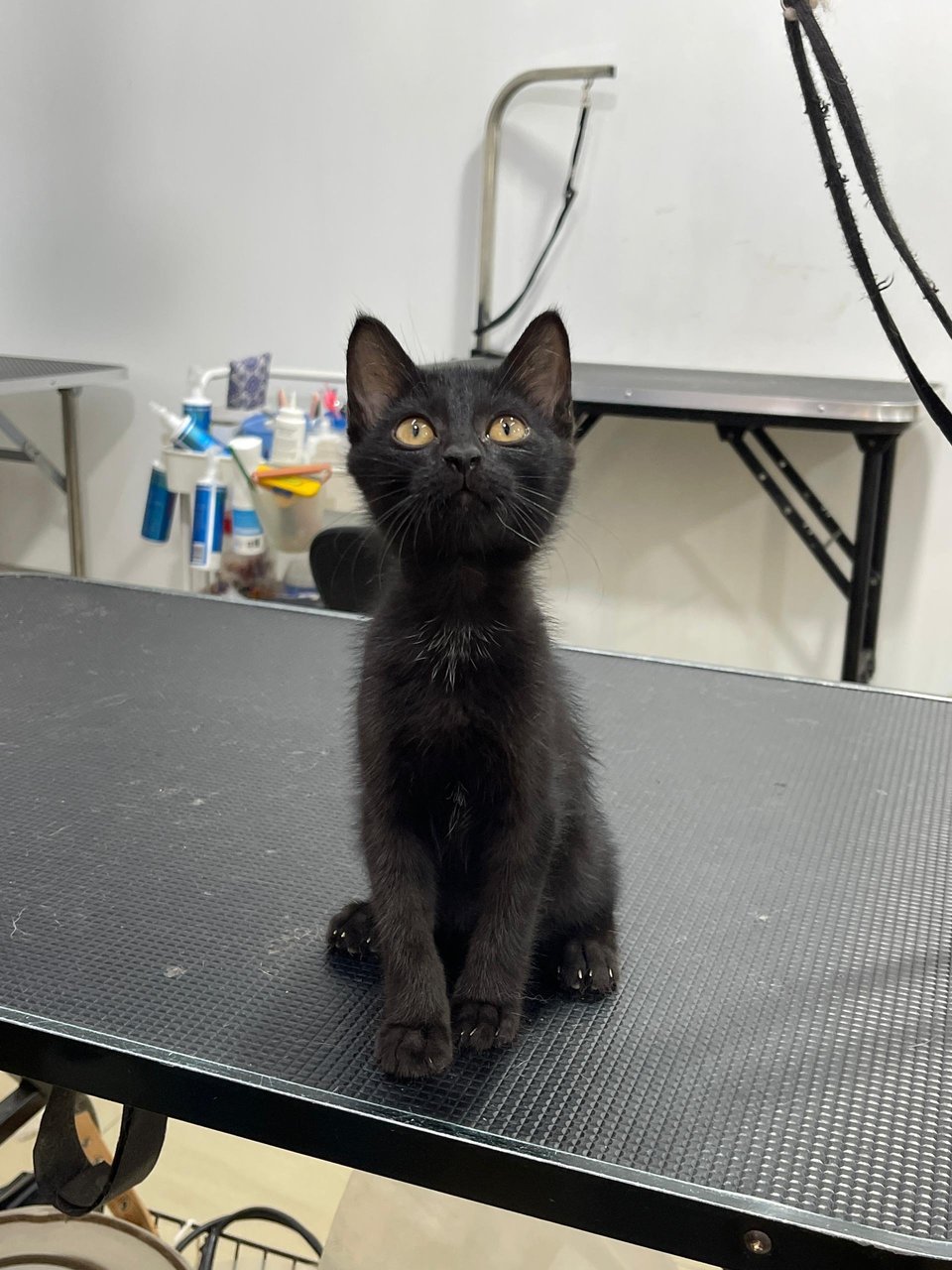 Salem - Domestic Medium Hair Cat