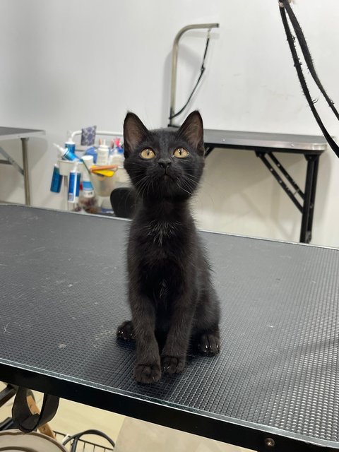 Salem - Domestic Medium Hair Cat