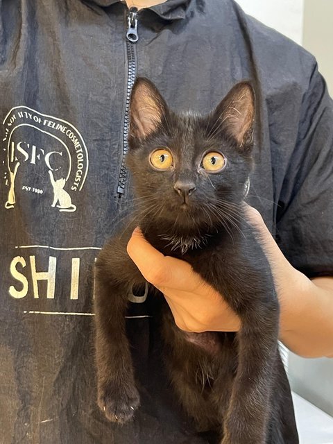 Salem - Domestic Medium Hair Cat