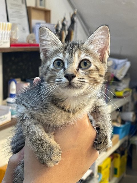Salem - Domestic Medium Hair Cat