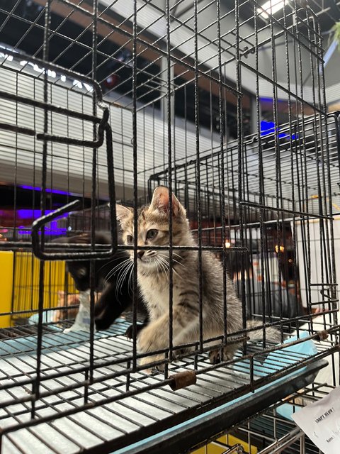 Salem - Domestic Medium Hair Cat