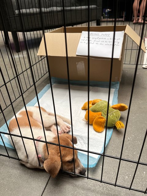 Blind Puppy - Mixed Breed Dog
