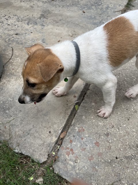 Blind Puppy - Mixed Breed Dog