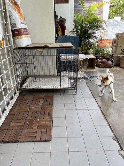 Kopi-susu(Blind) - Mixed Breed Dog