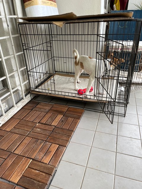 Kopi-susu(Blind) - Mixed Breed Dog