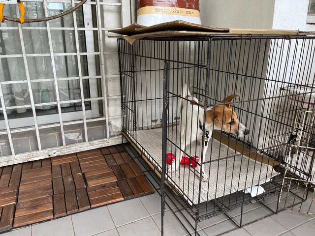 Kopi-susu(Blind) - Mixed Breed Dog