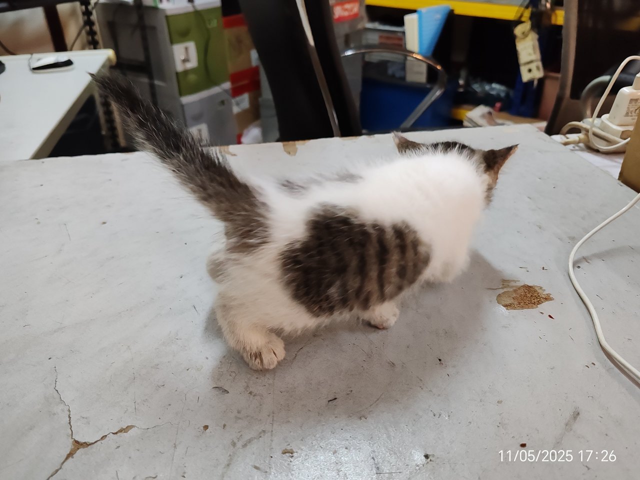Gray White - Domestic Short Hair Cat