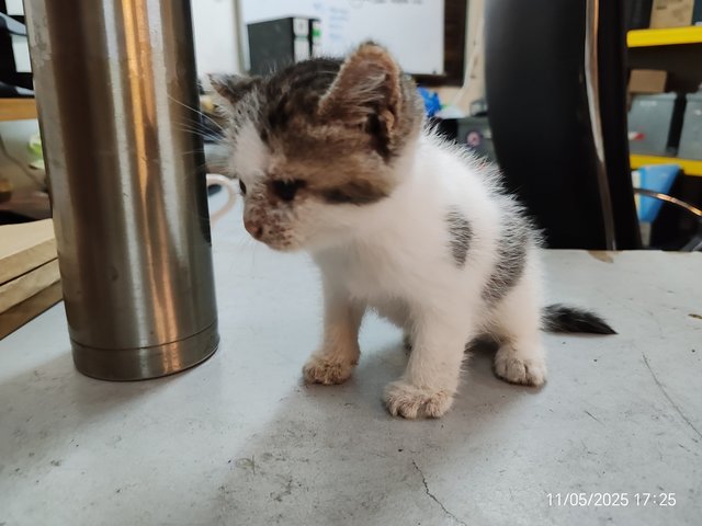 Gray White - Domestic Short Hair Cat