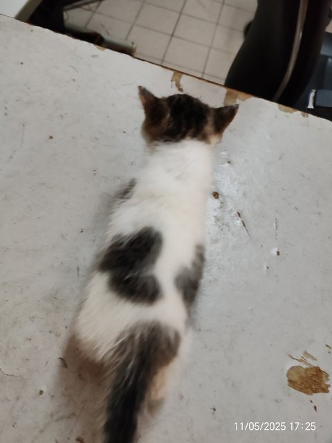 Gray White - Domestic Short Hair Cat