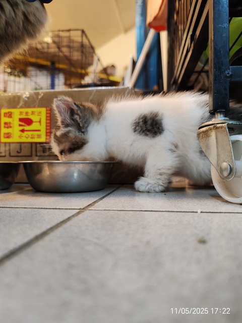 Gray White - Domestic Short Hair Cat