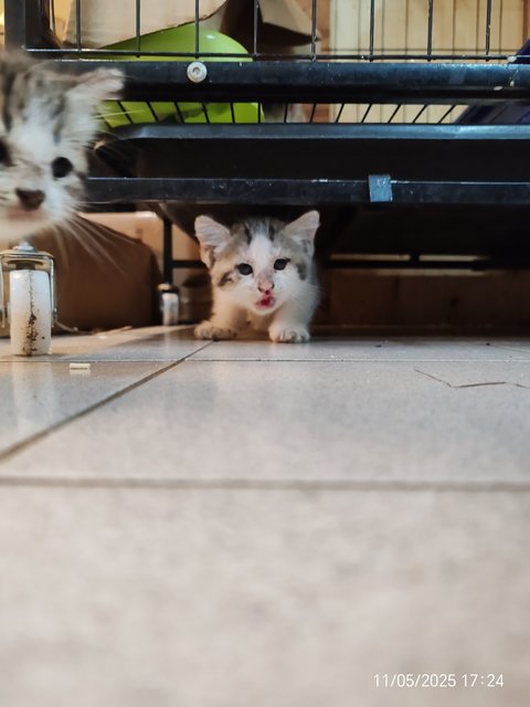 Gray White - Domestic Short Hair Cat