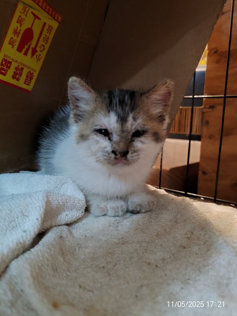 Gray White - Domestic Short Hair Cat
