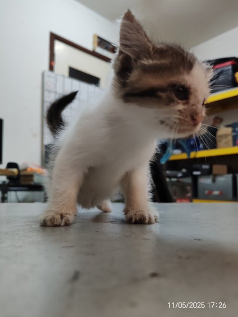Gray White - Domestic Short Hair Cat