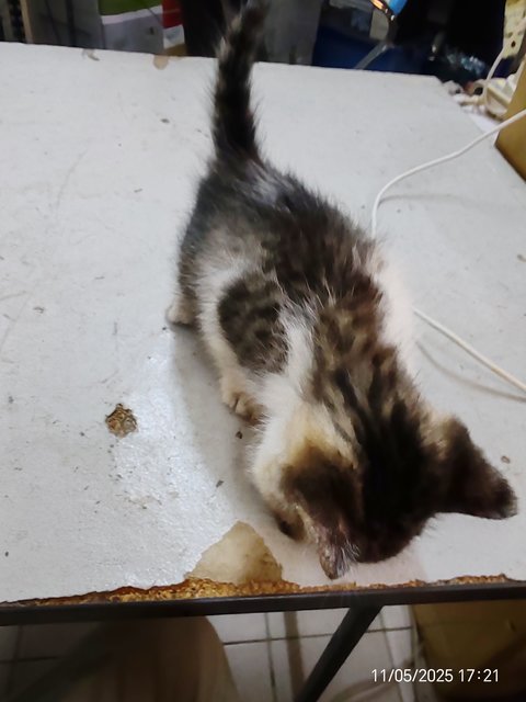 Gray White - Domestic Short Hair Cat