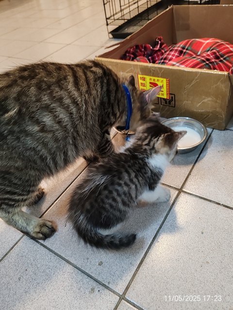 Gray White - Domestic Short Hair Cat