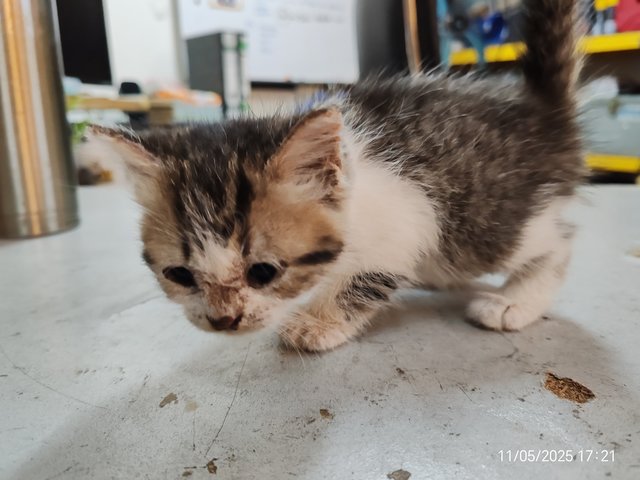 Gray White - Domestic Short Hair Cat