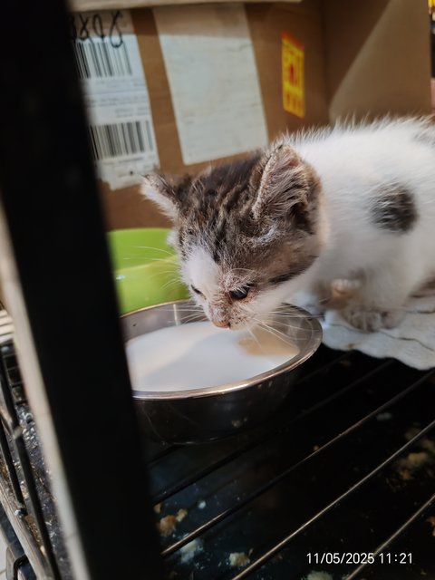 Gray White - Domestic Short Hair Cat