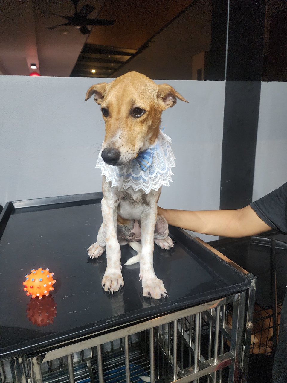 Rosa - Jack Russell Terrier + English Pointer Dog