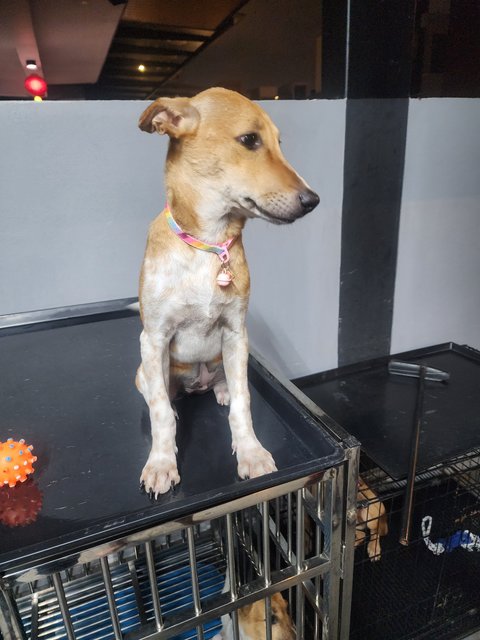 Rosa - Jack Russell Terrier + English Pointer Dog