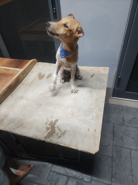 Rosa - Jack Russell Terrier + English Pointer Dog