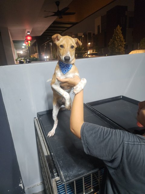Rosa - Jack Russell Terrier + English Pointer Dog