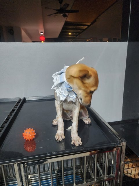Rosa - Jack Russell Terrier + English Pointer Dog