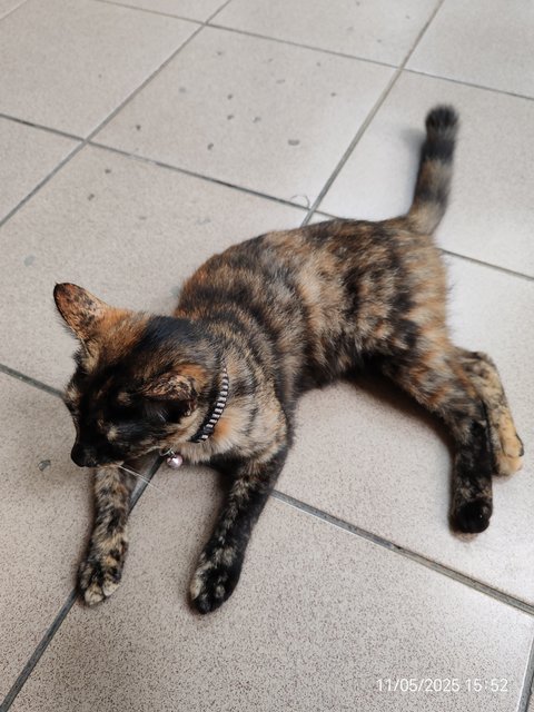 Blackey Tortie - Domestic Short Hair Cat