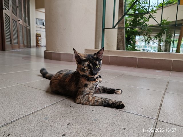 Blackey Tortie - Domestic Short Hair Cat