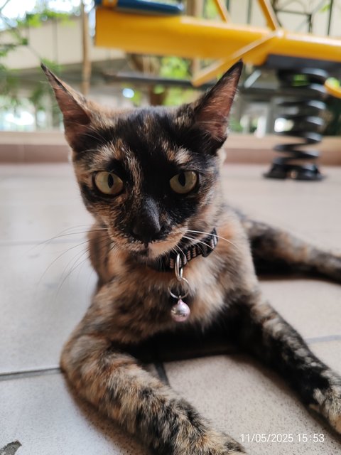Blackey Tortie - Domestic Short Hair Cat