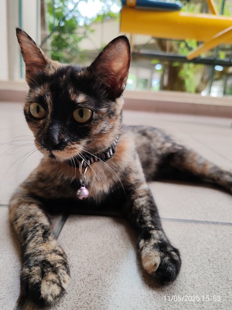 Blackey Tortie - Domestic Short Hair Cat