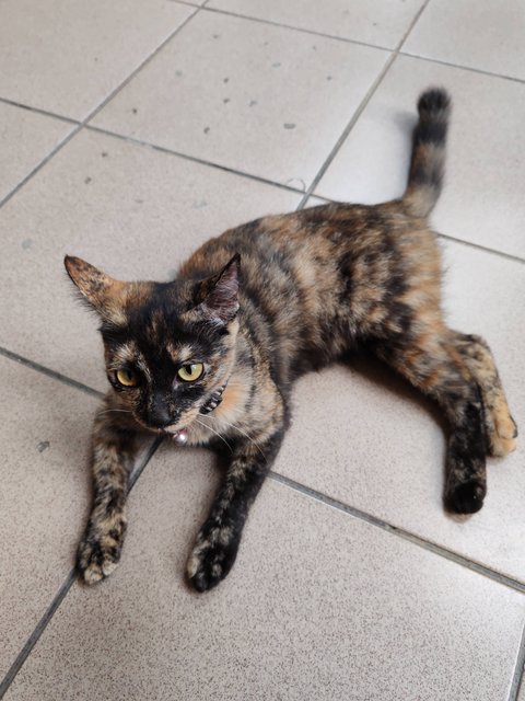 Blackey Tortie - Domestic Short Hair Cat