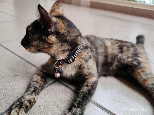 Blackey Tortie - Domestic Short Hair Cat