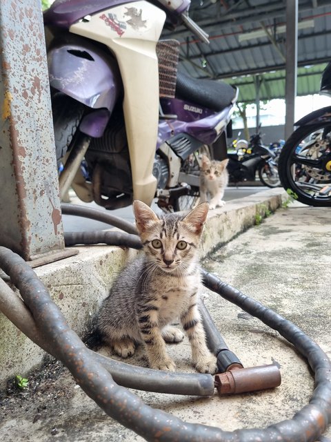 Kelvin  - Tabby Cat