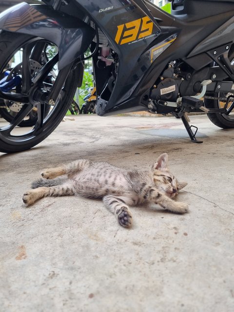 Kelvin  - Tabby Cat
