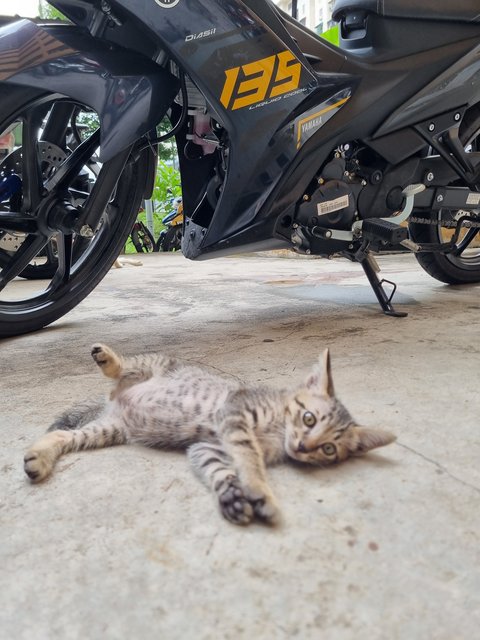 Kelvin  - Tabby Cat
