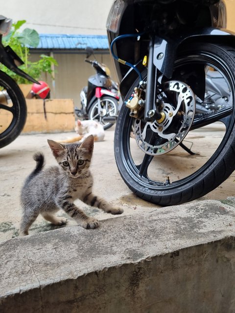 Kelvin  - Tabby Cat